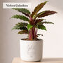 Personalised Birthday Gift For Her | Indoor Pot Add Plant, thumbnail 4 of 8