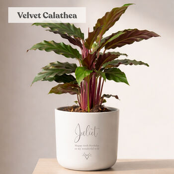 Personalised Birthday Gift For Her | Indoor Pot Add Plant, 4 of 8