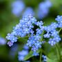 'Forget Me Not' Grow Your Own Remembrance Garden Gift, thumbnail 2 of 3