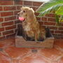 Personalised Wooden Dog Beds, thumbnail 2 of 2