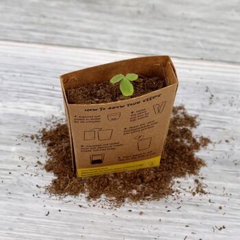 Be Happy Sunflower Grow Pot Kit, 7 of 9