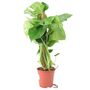 Monstera Deliciosa With Mosspole Indoor House Plant, thumbnail 4 of 5