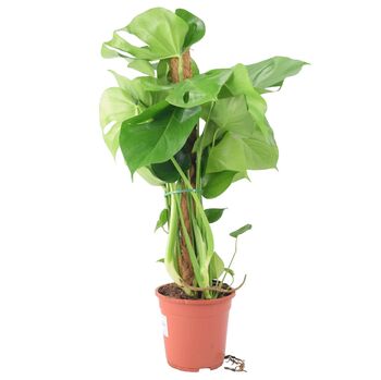 Monstera Deliciosa With Mosspole Indoor House Plant, 4 of 5
