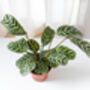 Houseplant Calathea 'Burle Marxii' Plant In 13cm Pot, thumbnail 5 of 5