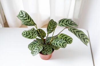 Houseplant Calathea 'Burle Marxii' Plant In 13cm Pot, 5 of 5