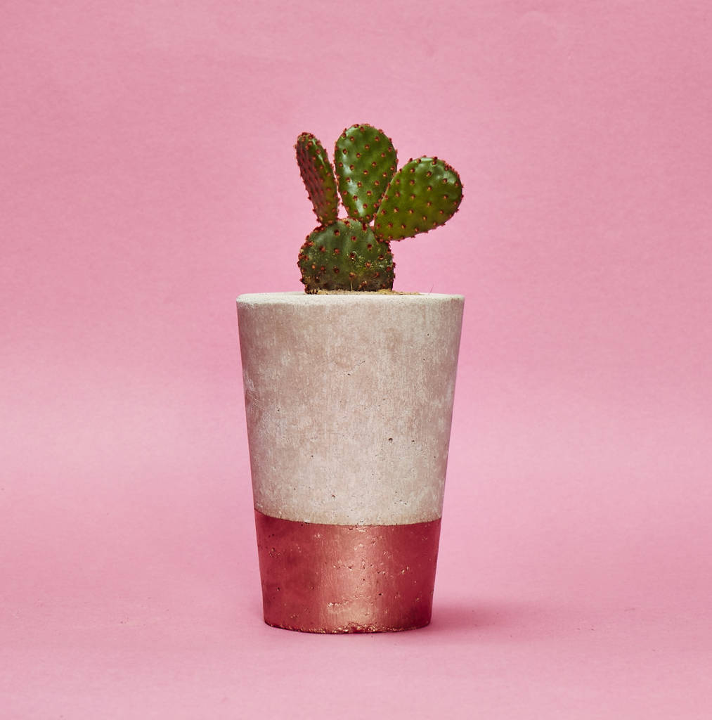 Concrete Pot Tall With Cactus/ Succulent In Copper, 1 of 3