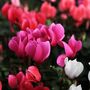 Cyclamen Winfall Mix Three X 10.5cm Pots, thumbnail 5 of 6