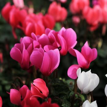 Cyclamen Winfall Mix Three X 10.5cm Pots, 5 of 6