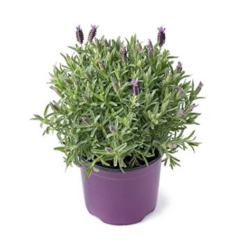 Lavender Plants 'Fathead' Full Plant In A 9cm Pot, 6 of 6