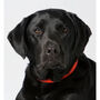 Personalised Pastel Portrait Of Your Dog, thumbnail 2 of 6