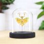 Banded Flower Mantis Insect Bug Moth Butterfly Bell Jar Entomology Taxidermy Interior Design Home Decor Cloche Modern Display Gift Ornament, thumbnail 1 of 3