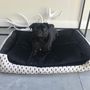 The Balmoral Black And White Fir Tree Pet Bed, thumbnail 1 of 10