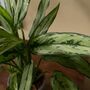 Aglaonema Silver Queen | Chinese Evergreen, thumbnail 2 of 2