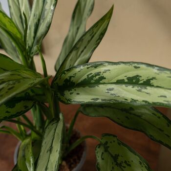 Aglaonema Silver Queen | Chinese Evergreen, 2 of 2