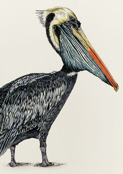 P Is For Peruvian Pelican Illustration Print, 2 of 6