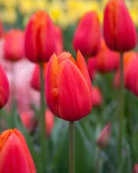 Tulip Orange Cassini – 15 Bright Orange Tulip Bulbs, 4 of 4
