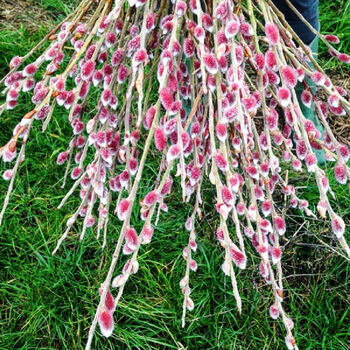 Pink Pussy Willow Fresh Cut Stems, 6 of 6