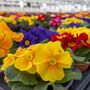 Winter Plants Primula Spring Colour Mix Six Plants, thumbnail 2 of 6
