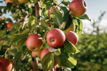 Apple Fruit Trees One X 10 L Pot, 4 of 6