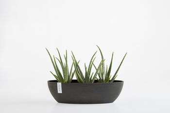 Ecopots Sofia Oval Plant Pot Made From Recycled Plastic, 3 of 9