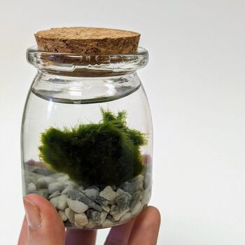 Marimo Moss Ball Kit Plant Lover Gift, 9 of 12