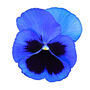 Flowers Pansy 'Blue Blotch' Six X Plant Pack, thumbnail 1 of 5