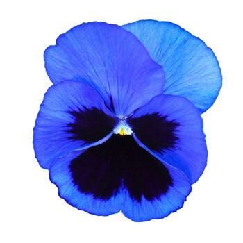 Flowers Pansy 'Blue Blotch' Six X Plant Pack, 5 of 5