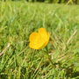 Buttercup Yellow Flower Brooch, thumbnail 4 of 5
