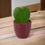 Hoya Kerrii Heart Succulent – 6cm Pot Indoor Plant, thumbnail 3 of 4