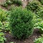 Euonymus Microphyllus7.5 L Potted Shrub, thumbnail 4 of 5