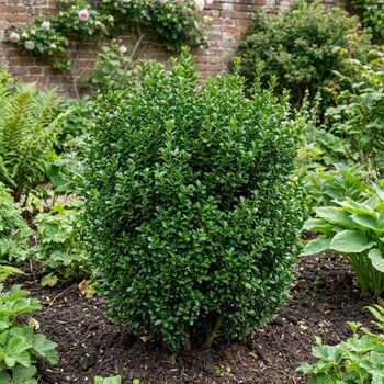 Euonymus Microphyllus7.5 L Potted Shrub, 4 of 5