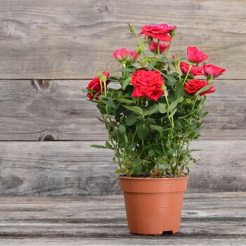 Miniature Rose Plant ‘Red’ One Plant In 10.5cm Pot, 5 of 5