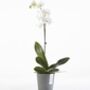 Ecopots Morinda Orchid Pot Made From Recycled Plastic, thumbnail 1 of 3