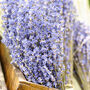 Dried Lavender Bunch, thumbnail 1 of 5