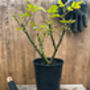 Rose Plant Floribunda 'Mountbatten' 5 L Pot Plant, thumbnail 6 of 6