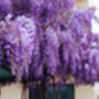 Wisteria Sinensis Prolific Two X Plants In Five L Pots, thumbnail 4 of 5