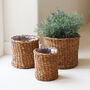 Natural Seagrass Indoor Plant Pot, thumbnail 1 of 3