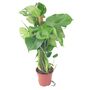 Monstera Deliciosa With Mosspole Indoor House Plant, thumbnail 2 of 5