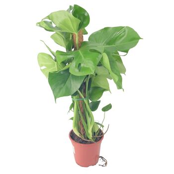 Monstera Deliciosa With Mosspole Indoor House Plant, 2 of 5