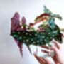 Begonia Maculata 'Polka Dot' Houseplant, thumbnail 4 of 5
