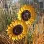 Pair Of Sunflower Garden Stakes Art018 Set2, thumbnail 4 of 6