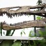 Suchomimus Skull Replica – Anatomically Accurate Dinosaur Model – Museum Quality Prehistoric Tabletop Decor 3D Printed Home Decoration, thumbnail 2 of 5