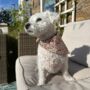 Handmade Dog Bandanas, thumbnail 7 of 11