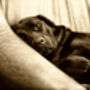 Turn Your Pet Into Amazing Art, thumbnail 10 of 10