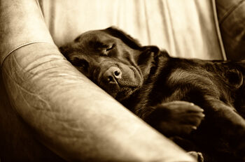 Turn Your Pet Into Amazing Art, 10 of 10