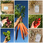 Grow Your Own Vegetable Garden, thumbnail 4 of 5