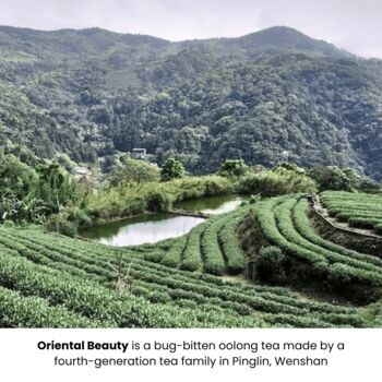 With Tea; With Love Artisan Tea Collection, 6 of 9