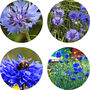 Set Of Three Seedball Wildflower Cornflower Seed Boxes, thumbnail 4 of 9