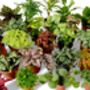 Small Diy Terrarium Kit With Optional Plants And Tools, thumbnail 4 of 6