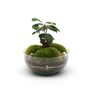 Bonsai Diy Terrarium Kit: Stylish Plant Decor | 'Kyoto', thumbnail 3 of 11